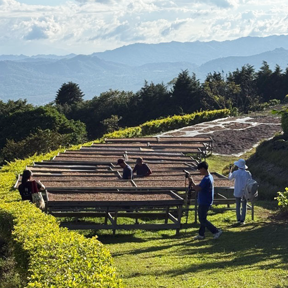 Costa Rica La Isla from Terarosa Coffee