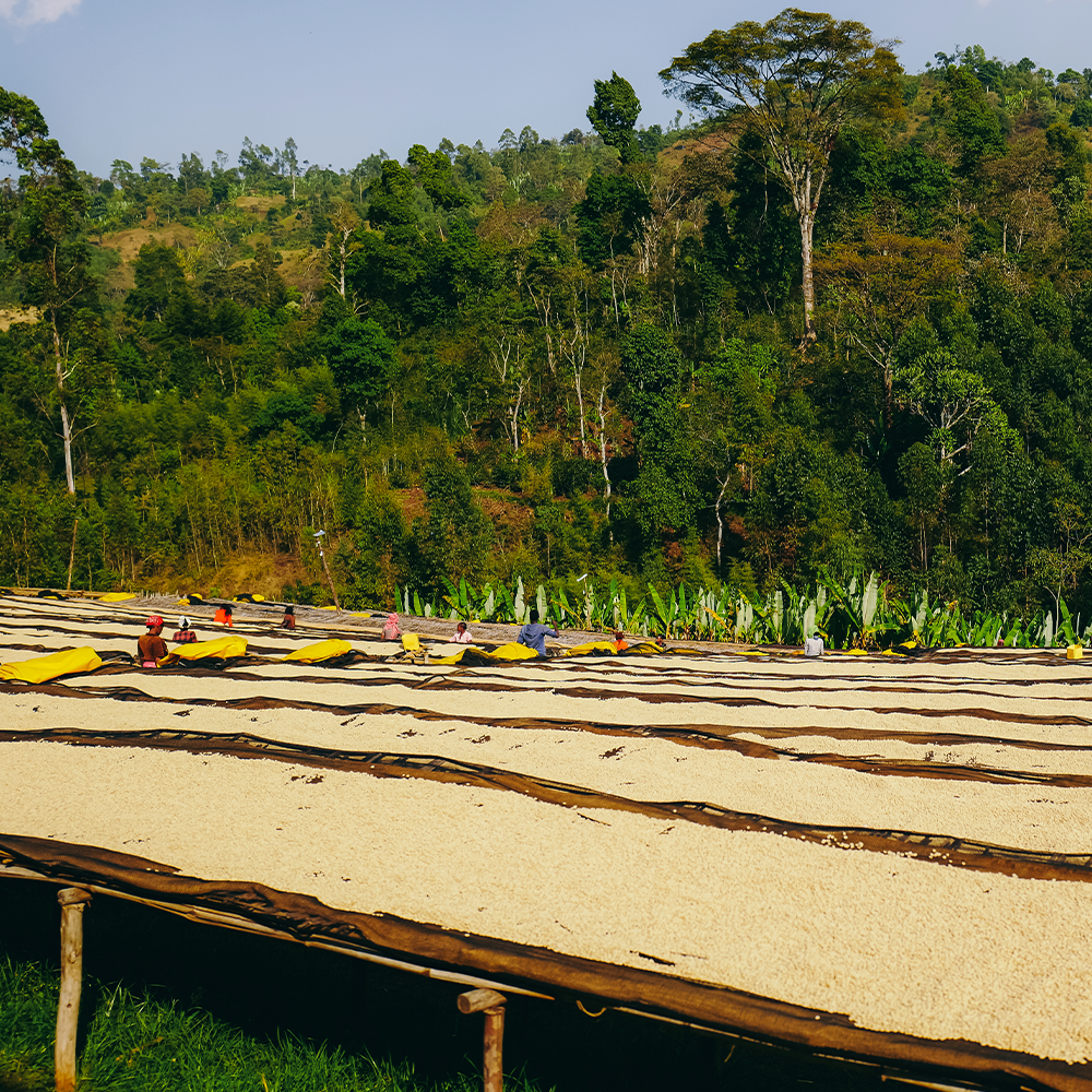 Ethiopia Sidamo Hamasho Washed from Terarosa Coffee