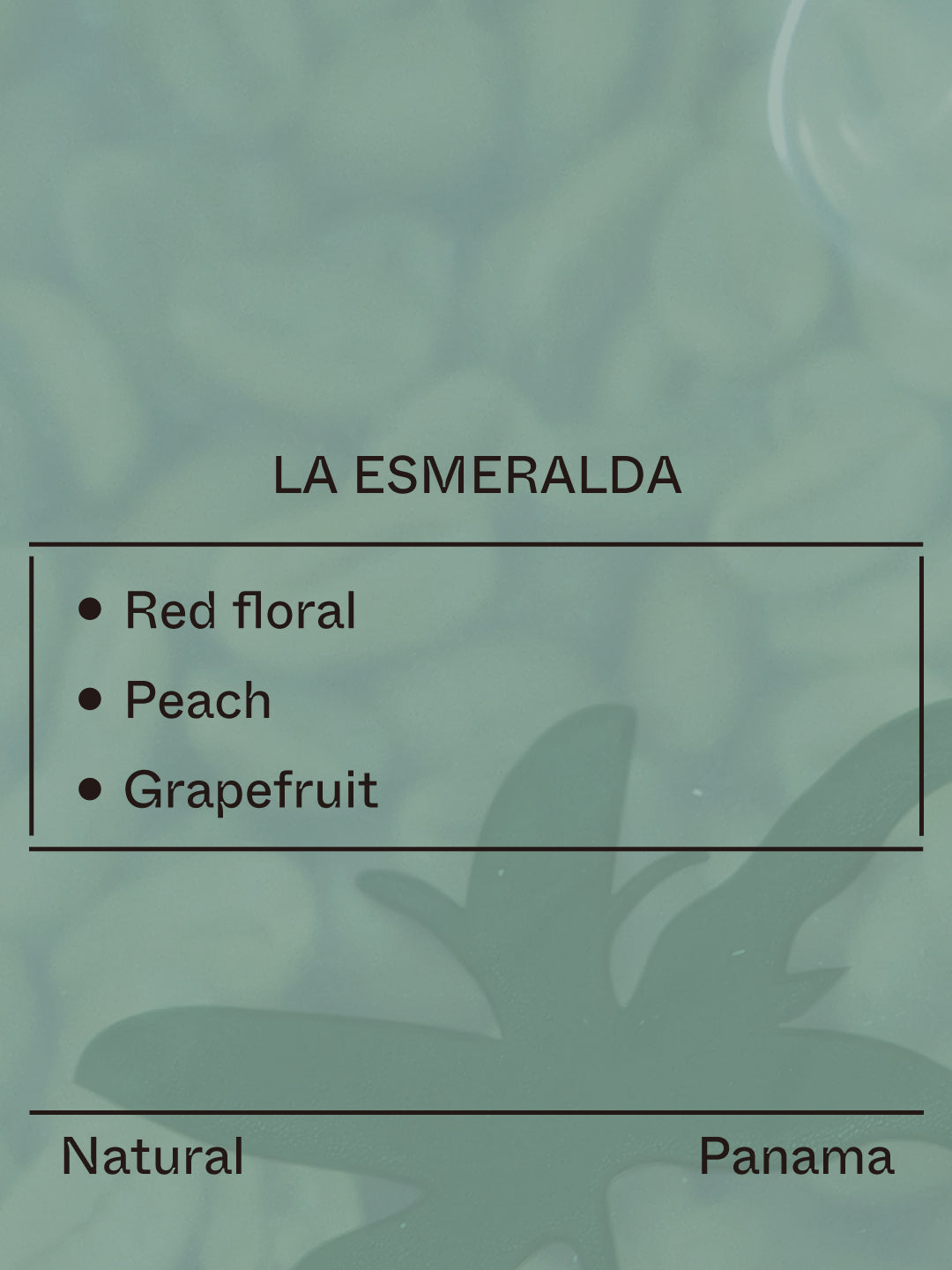 Panama - La Esmeralda, El Velo, Gesha from Terraform Coffee